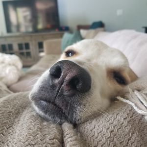 Meet your Posher, Leslie